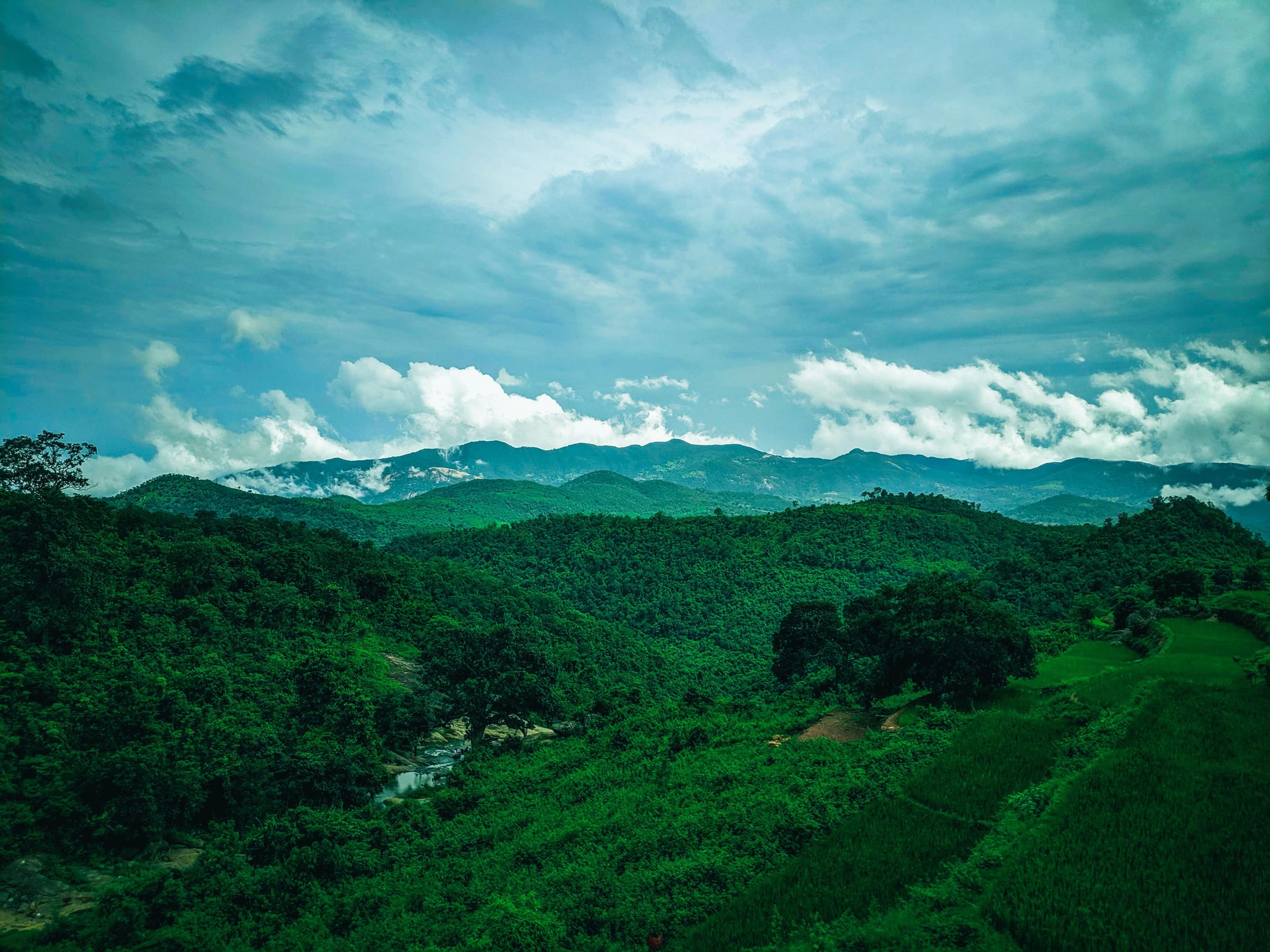 Tea plantations in the Indian hills