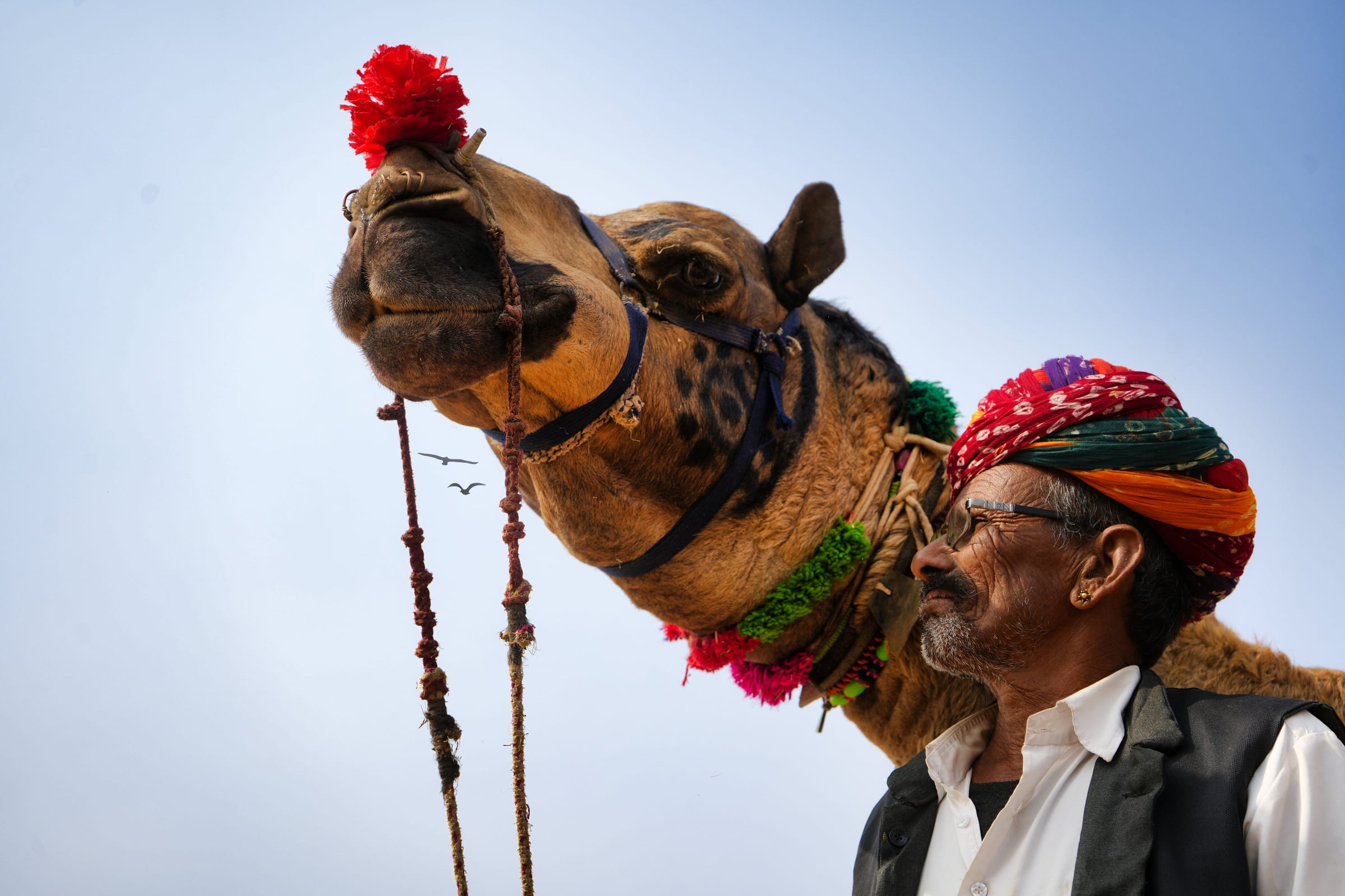 Camel safari across the Rajasthan desert