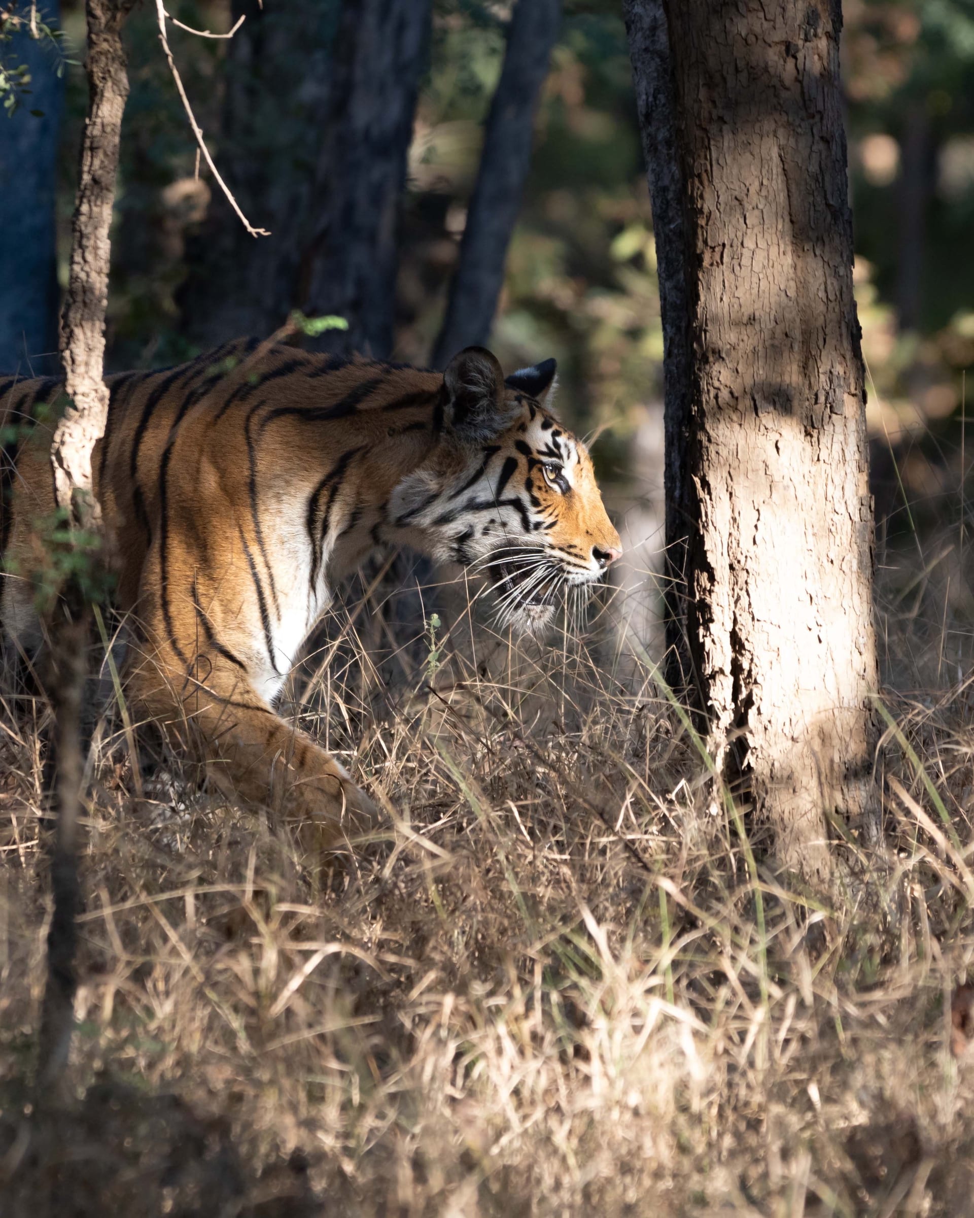 Tiger safari jeep in an Indian national park