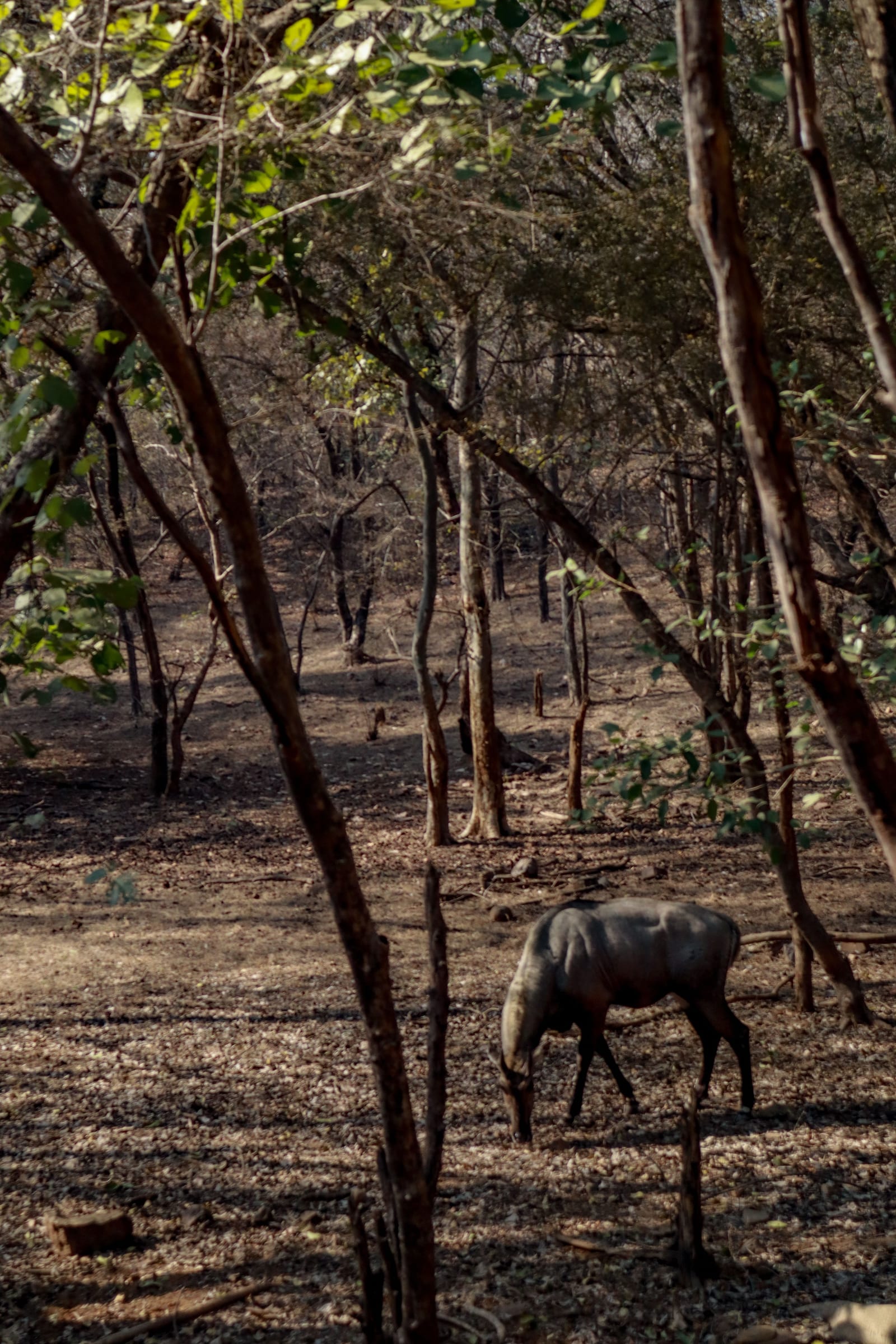 Tiger safari in an Indian national park